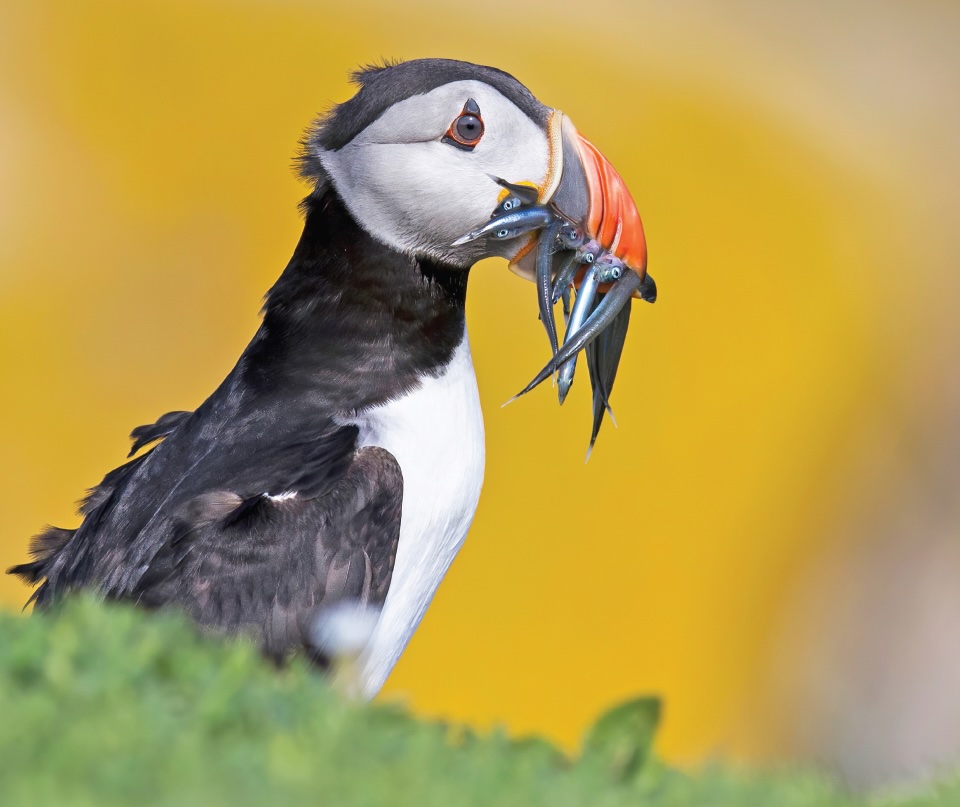 Tom Ormond: Wildlife Encounters Through the Lens | Tuesday 3 March  – Friday 8 May 2026 | Toradh2 Gallery | photo side-on of a puffin with a mouthful of small fish who do look surprised; mostly yellow background, some blurred grass in the foregroud 