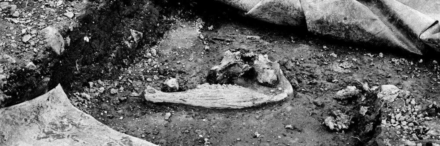 Christopher Steenson: Kockanacuig 7 | Christopher Steenson: All I See is the Present | Friday 19 June  – Saturday 12 September 2026 | CCA | Christopher Steenson: Kockanacuig 7 | black-and-white photo of what appears to be a partial mandible of an animal, in situ during an archaeological excavation; a square area has been cleared, tarpaulin to two facing sides, dirt to the other two; pebbles, dirt 
