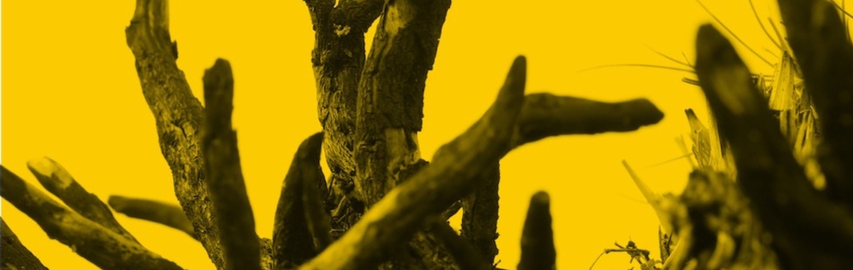 Shane Finan: FURZE: Fuel, Fodder, Thatch, Tools, Toys | Friday 3 July  – Sunday 5 July 2026 | Mermaid Arts Centre | Shane Finan: photo of what presumable is burnt gorse, against a strongly yellow background; bare branches are black, burnt-looking, lacking any thorns – though behind to the right we see what may bur gorse’s spikes 