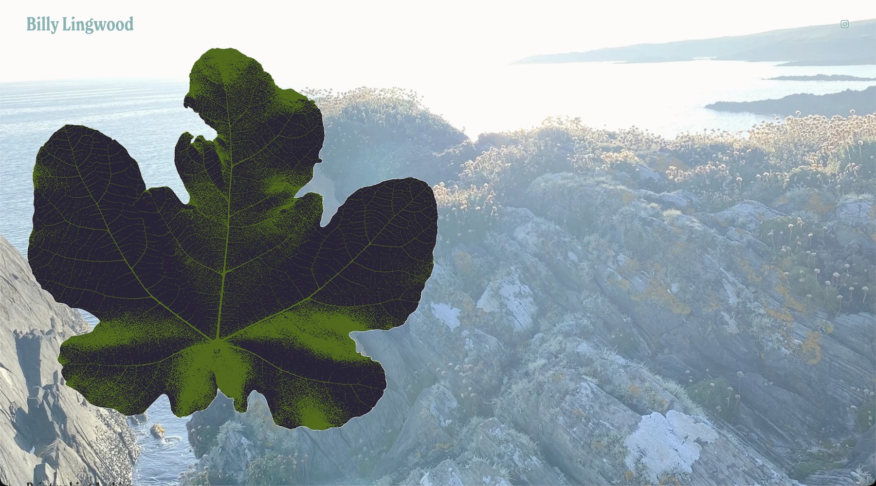 image from artist’s website | Billy Lingwood: Residency & Exhibition | Thursday 2 July  – Sunday 30 August 2026 | Triskel Arts Centre | image from artist’s website | the background is a photo of an outcropping by the sea on a sunny day, very faded; superimposed on it, to the left, is a large green leaf, maybe sycamore, healthy but for a chunk having been eaten out of it towards top left 